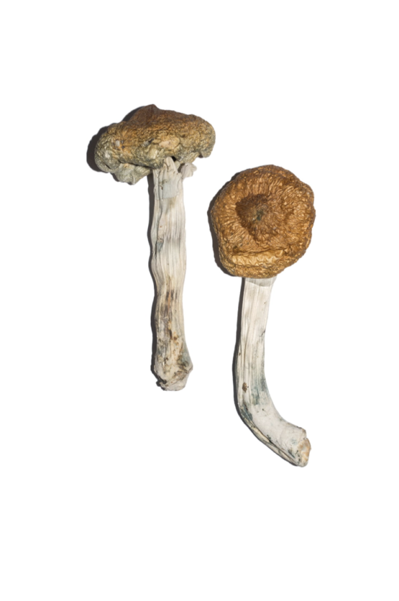 Buy Vietnamese Magic Mushrooms